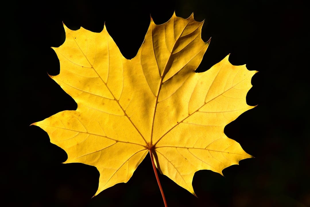 Golden maple leaf with visible veins and jagged edges centered against a solid black background in macro detail.