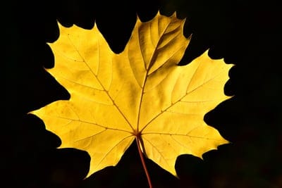 maple leaf,beautiful wallpaper,free wallpaper,4k wallpaper,yellow,free background,windows wallpaper,fall,cool backgrounds,desktop backgrounds,full hd wallpaper,wallpaper 4k,mac wallpaper,leaves,wallpaper hd,nature,leaf,autumn leaves,autumn color,close up