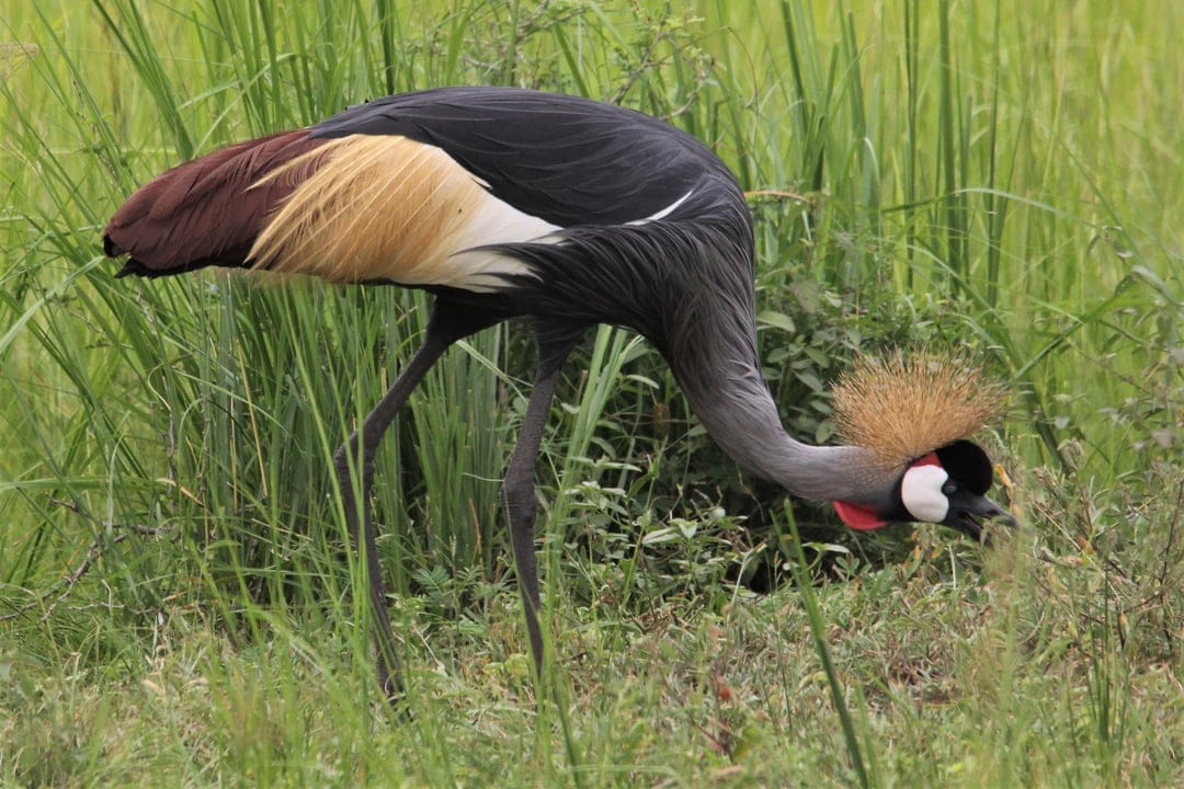 Grey Crowned Crane with a golden crest foraging in green grass, showing its black and white feathers.