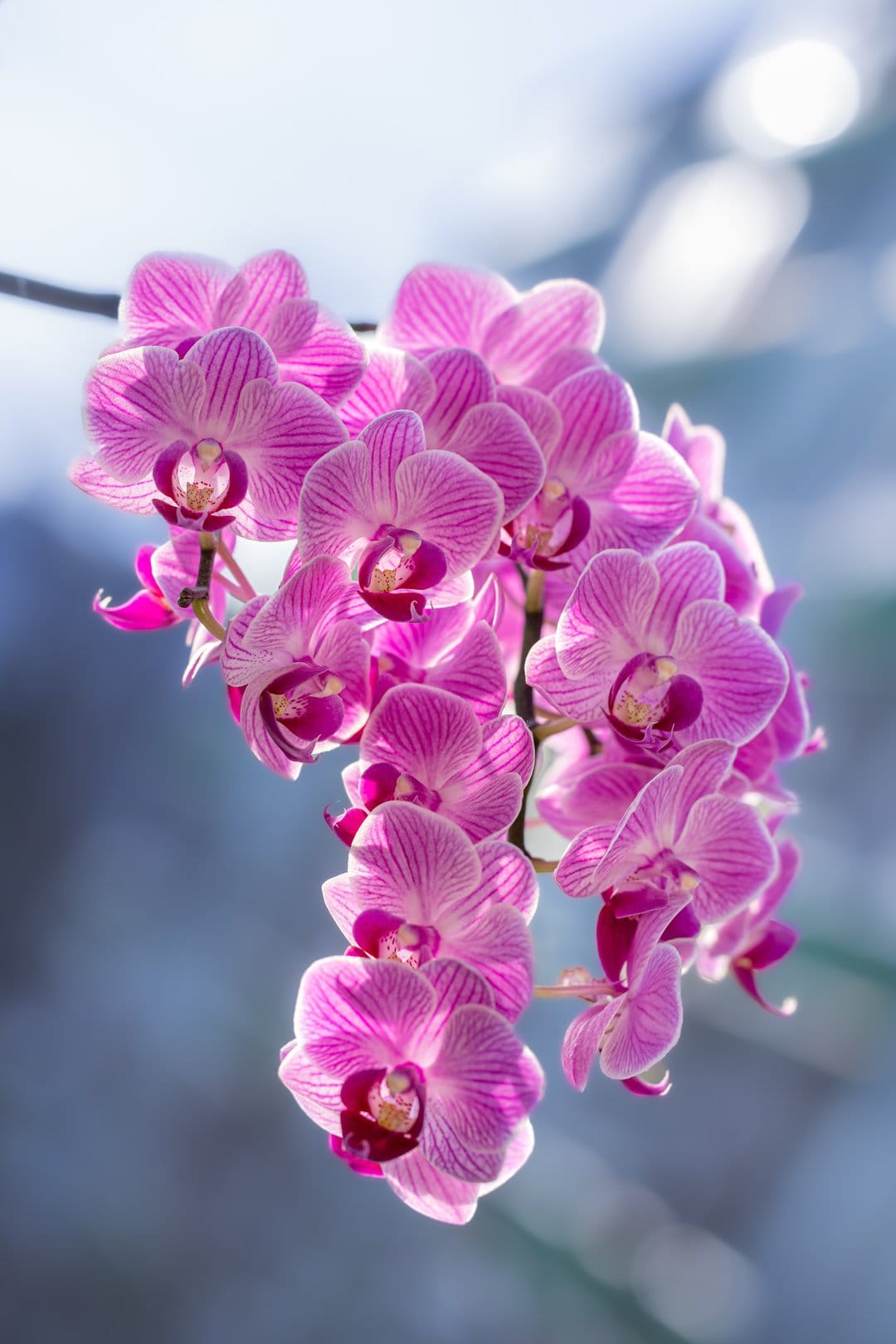 Pink Phalaenopsis orchids with striped petals and magenta centers bloom against a soft blue blurred background.