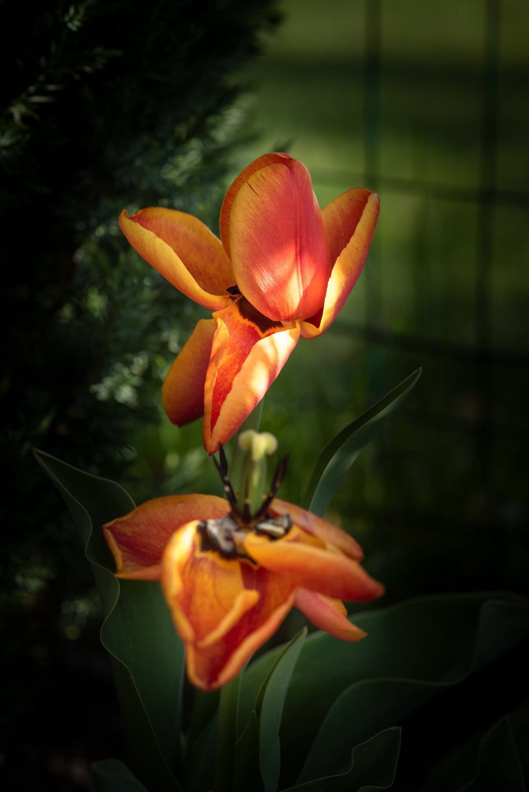 Two orange tulips glow under warm sunlight against a dark green garden background with a faint grid pattern.