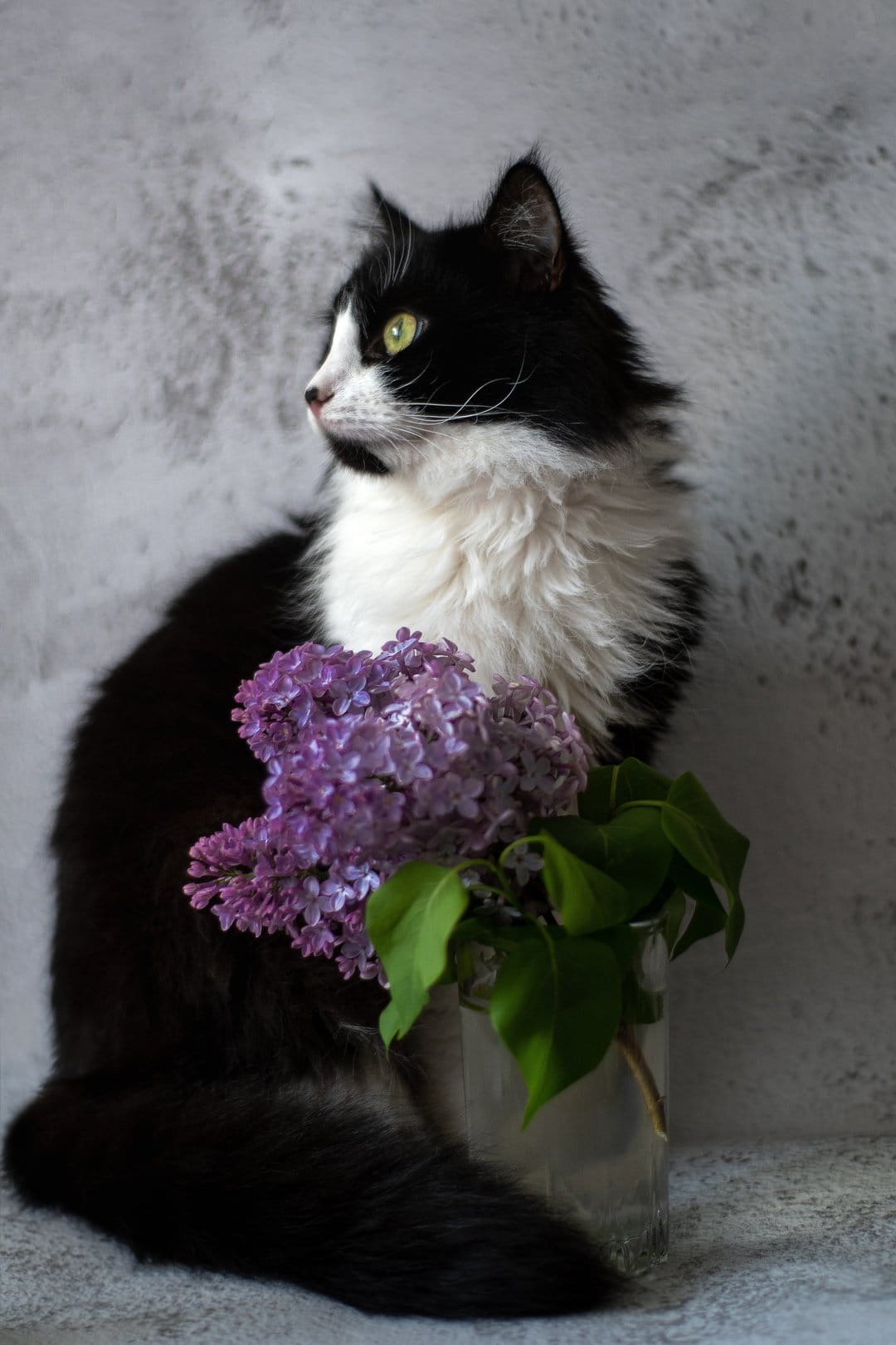 Black and white long-haired cat sits next to a glass vase of purple lilac flowers against a gray textured wall.