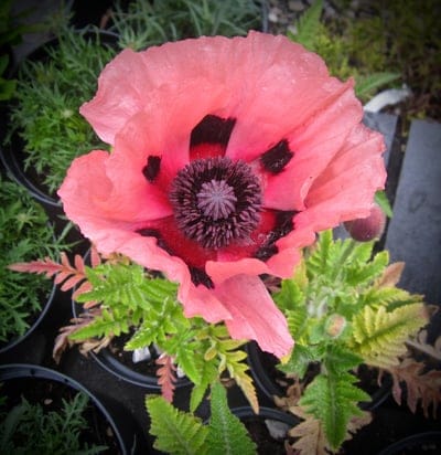 poppy,nature,red,flower wallpaper,flower,flower background,beautiful flowers,remembranc