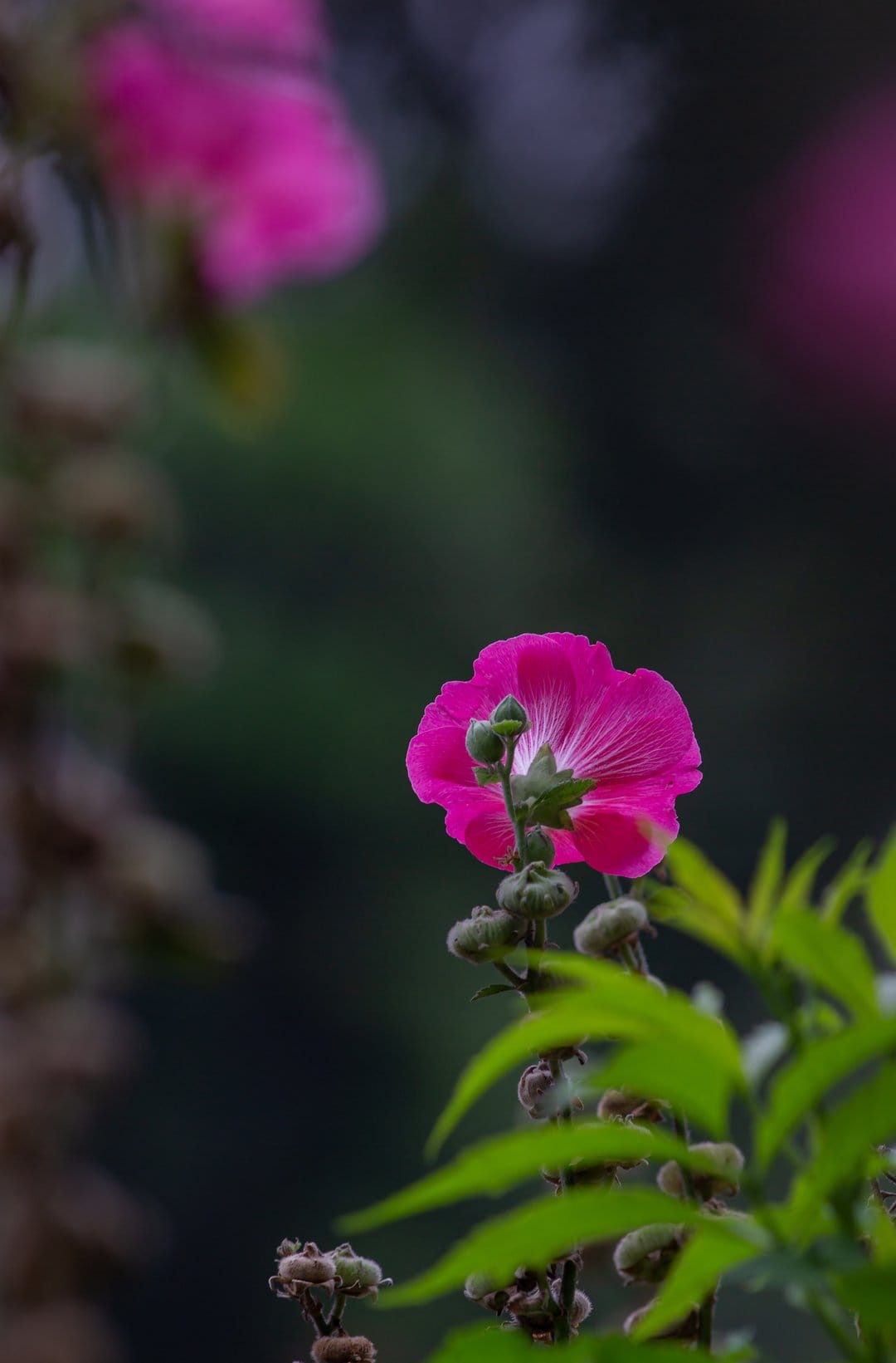 Pink hibiscus flower with white veins and green buds against a dark blurred background in a vertical orientation.