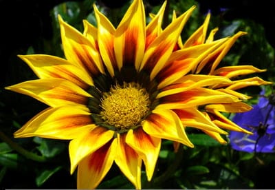 Gazania flower with yellow petals and red stripes against a dark blurred background of green and purple foliage.