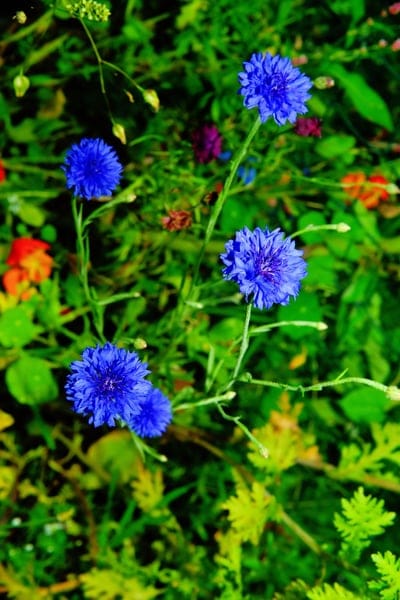 Blue cornflower blossoms feature sharp petal details against a blurry green meadow and wildflower background.