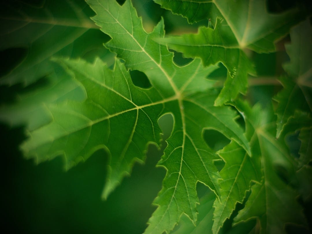 Green maple leaves with serrated edges and small natural holes are shown in a macro close-up with soft background blur.
