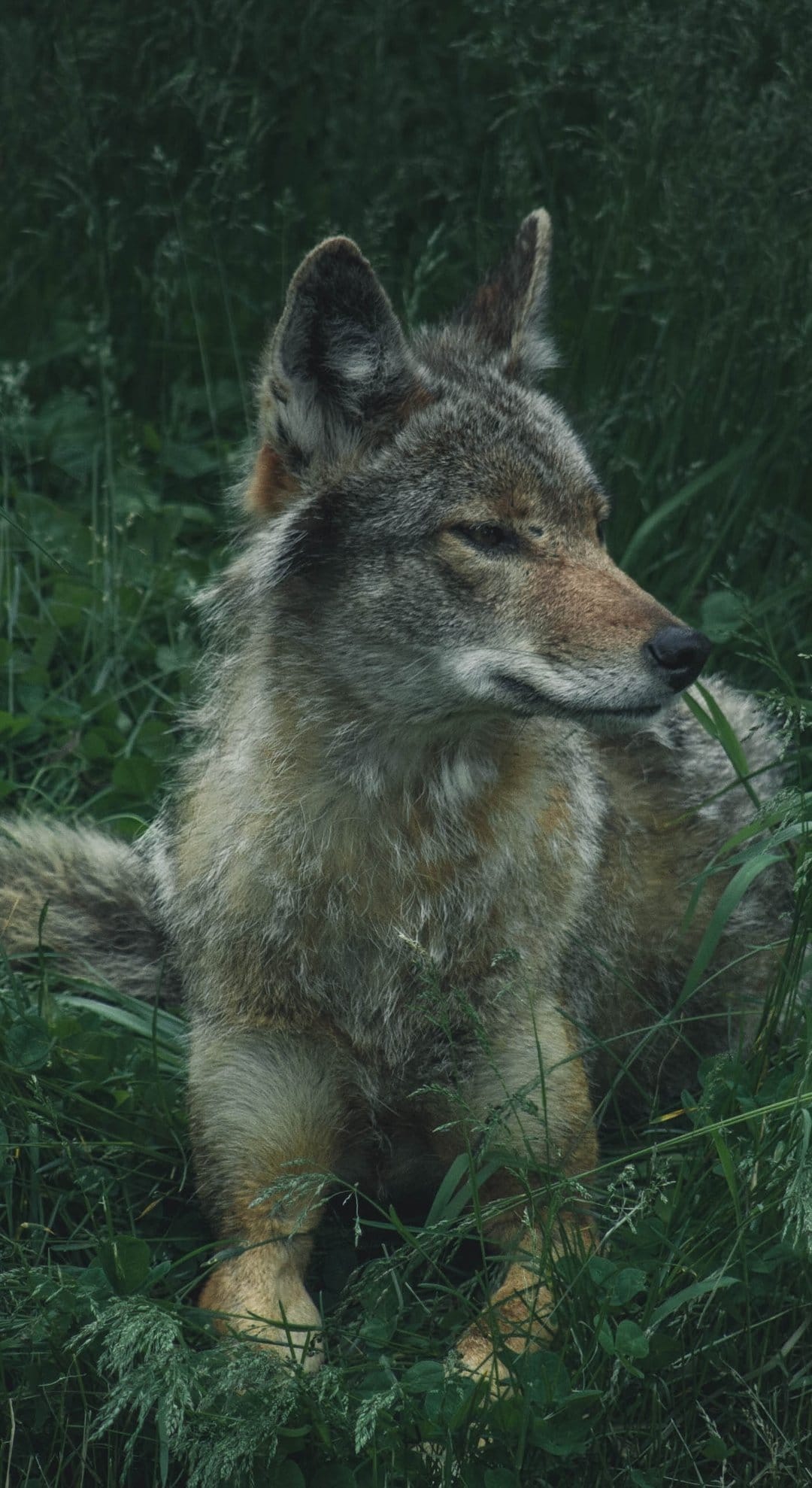 Coyote with tan and gray fur lies in tall green grass with its eyes partially closed in a peaceful field.