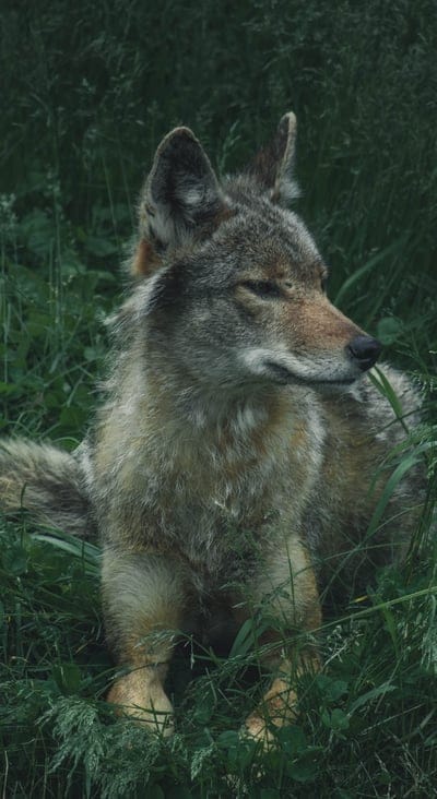 wolf,predator,grass