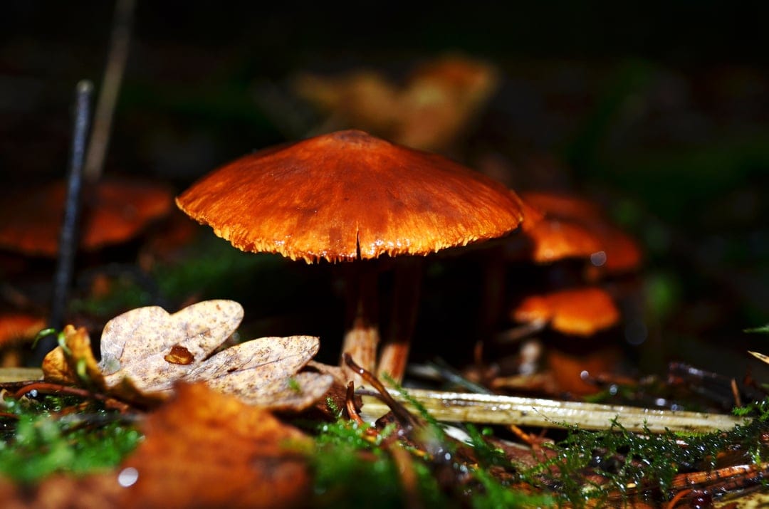 Orange mushroom with a textured cap grows among green moss and brown autumn leaves on a damp woodland floor.