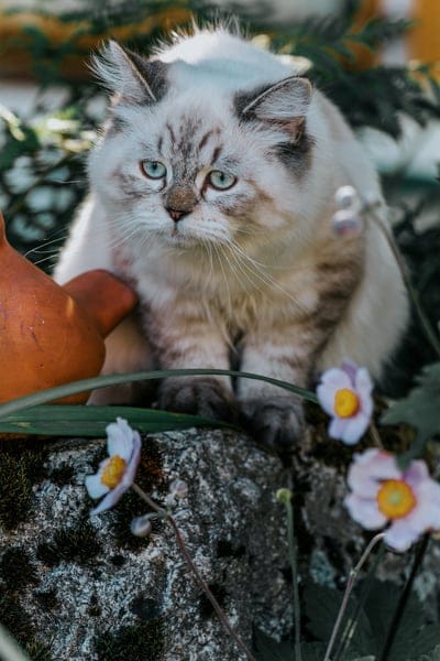 Fluffy cream tabby cat with blue eyes sits on a mossy stone surrounded by blooming pink garden flowers in soft light.
