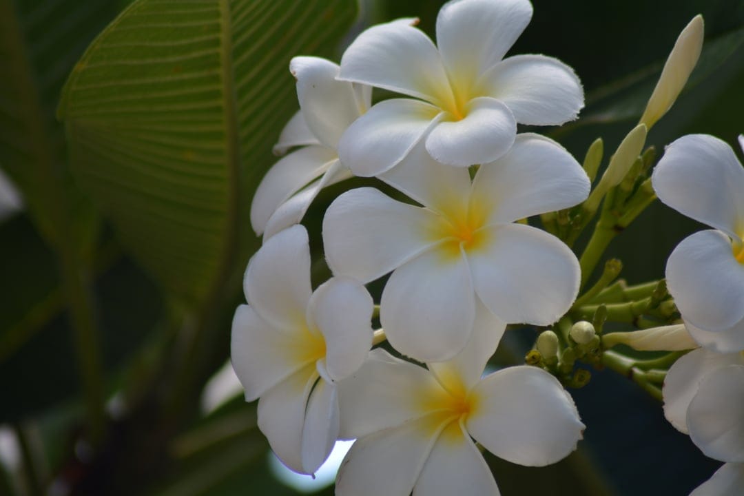 White plumeria flowers with yellow centers and green leaves showcase a natural spiral pattern in soft sunlight.