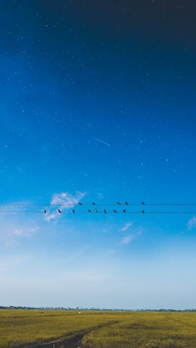 wires,birds,landscape,summer,sky