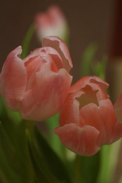 Two pink tulips with white-edged petals unfurl under gentle sunlight amidst soft green leaves in close-up.
