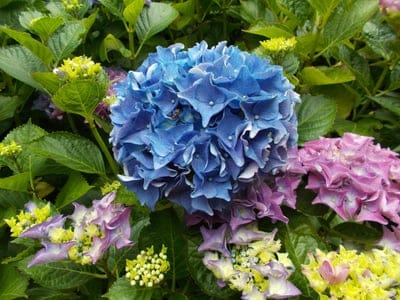 Blue hydrangea petals center a frame filled with pink and yellow blooms among green leaves in a dense garden.