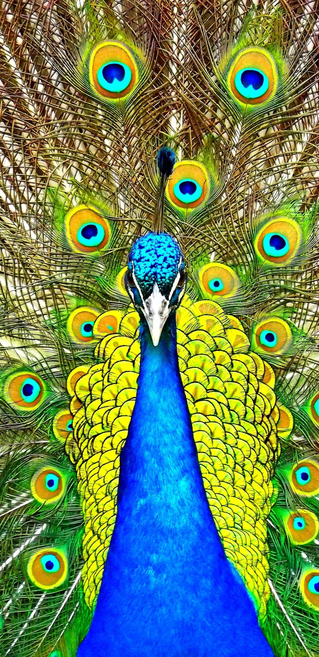 Male peacock displays a fanned train of iridescent ocelli in shades of emerald, gold, and sapphire blue.