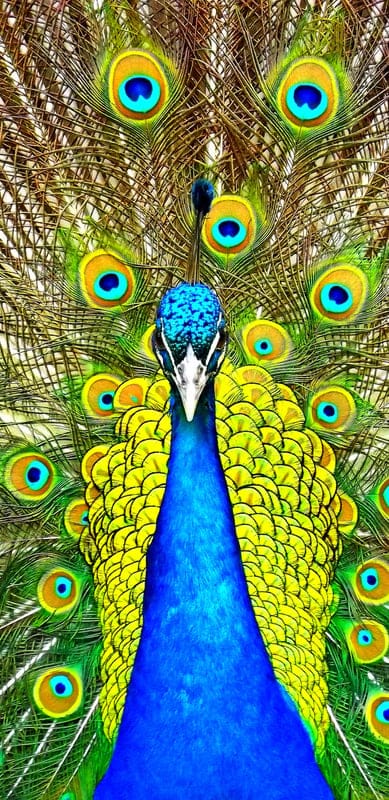peacock,bird,feathers,birght,colorful