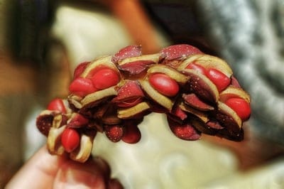 desktop wallpaper,magnolia seed,nature,nature background,plants,nature wallpaper,beautiful nature,hd wallpaper,red