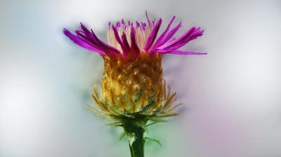 cornflower,free wallpaper,summer,garden,Mac wallpaper,blossom,desktop backgrounds,floral background,bloom,wallpaper 4K,full HD wallpaper,free background,cool backgrounds,beautiful wallpaper,HD wallpaper,laptop wallpaper,wallpaper HD,beautiful flowers,flow