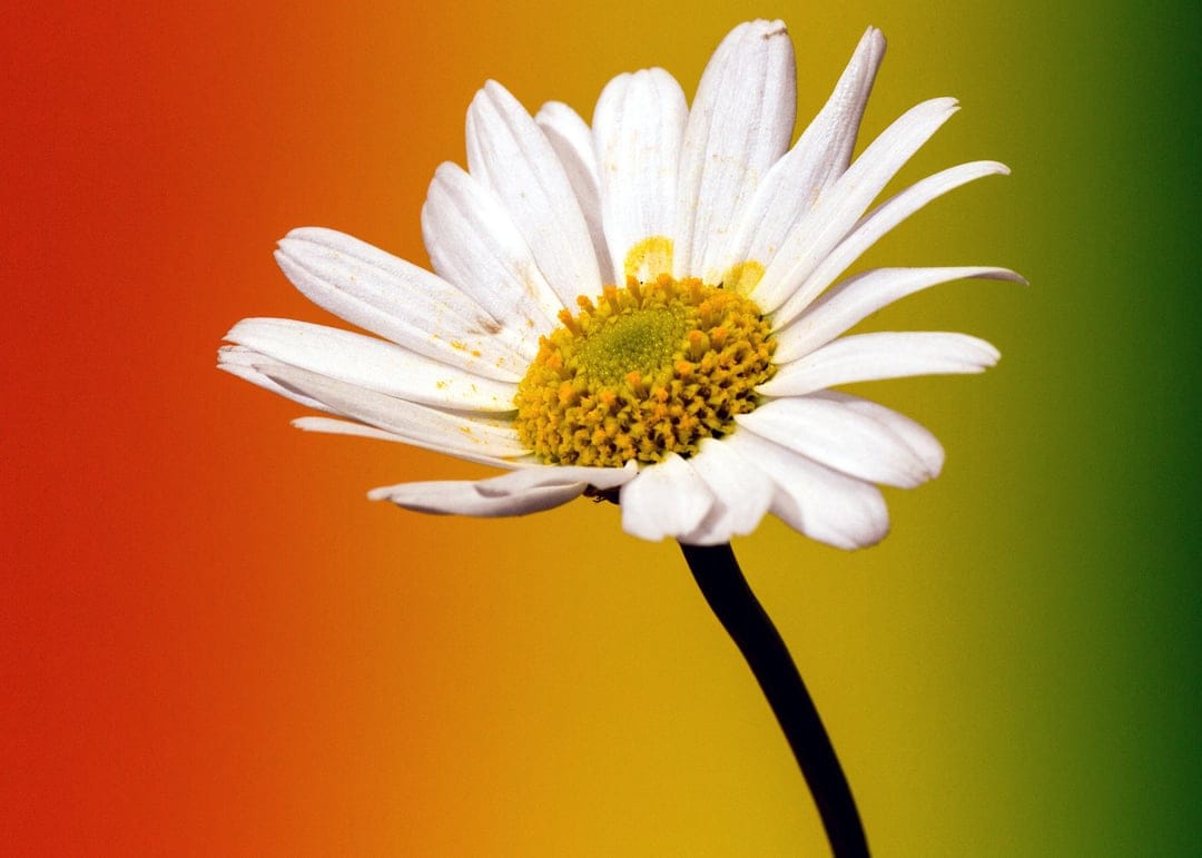 White daisy flower with a yellow center blooms against a blurred orange and green gradient backdrop.