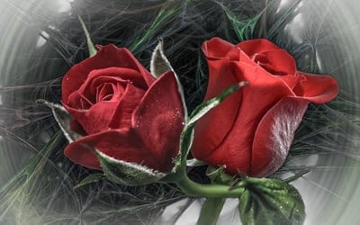 rose,nature,free wallpaper,desktop backgrounds,beautiful flowers,wallpaper 4k,hd wallpaper,full hd wallpaper,floral background,rose flower,flower,laptop wallpaper,windows wallpaper,love,4k wallpaper,cool backgrounds,wallpaper hd,free background,flower wal