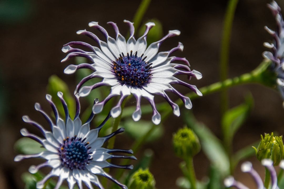 White African Daisy flowers with purple-tipped petals and blue centers bloom against a blurred green background.