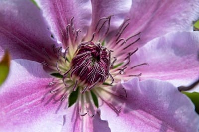 flower,clematis,petals,4k wallpaper,purple flower,free wallpaper,macro,flower background,purple petals,bloom,beautiful flowers,floral background,mac wallpaper,cool backgrounds,windows wallpaper,beautiful wallpaper,garden,blossom,free background,wallpaper 