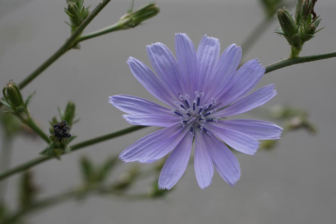 Chicory flower petals in violet hues radiate from a dark blue center against a blurred neutral background.