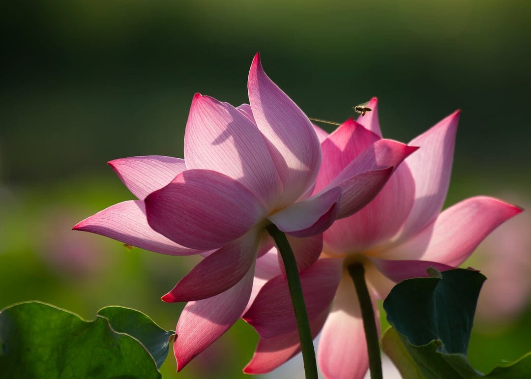 Two pink lotus flowers with a small dragonfly on a petal under warm sunlight against a soft green background.
