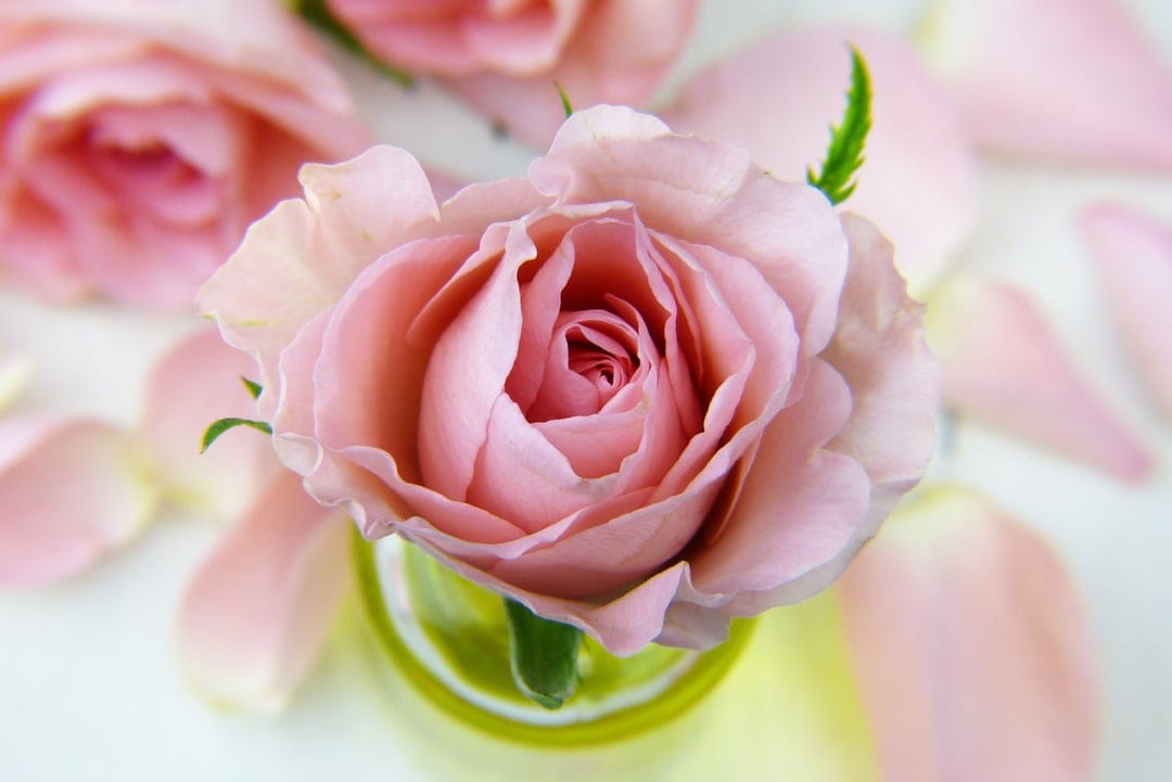 Soft pink rose in a clear glass vase with scattered petals on a white surface for a vertical mobile background.