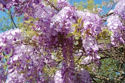 Purple wisteria flowers cascade in dense clusters from green vines under a bright blue sky in a spring garden.