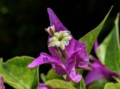 Purple bougainvillea bracts with small white flowers in the center over a dark blurred background.