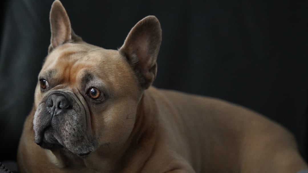 French Bulldog with fawn fur and large ears gazes forward while resting against a blurred dark background.