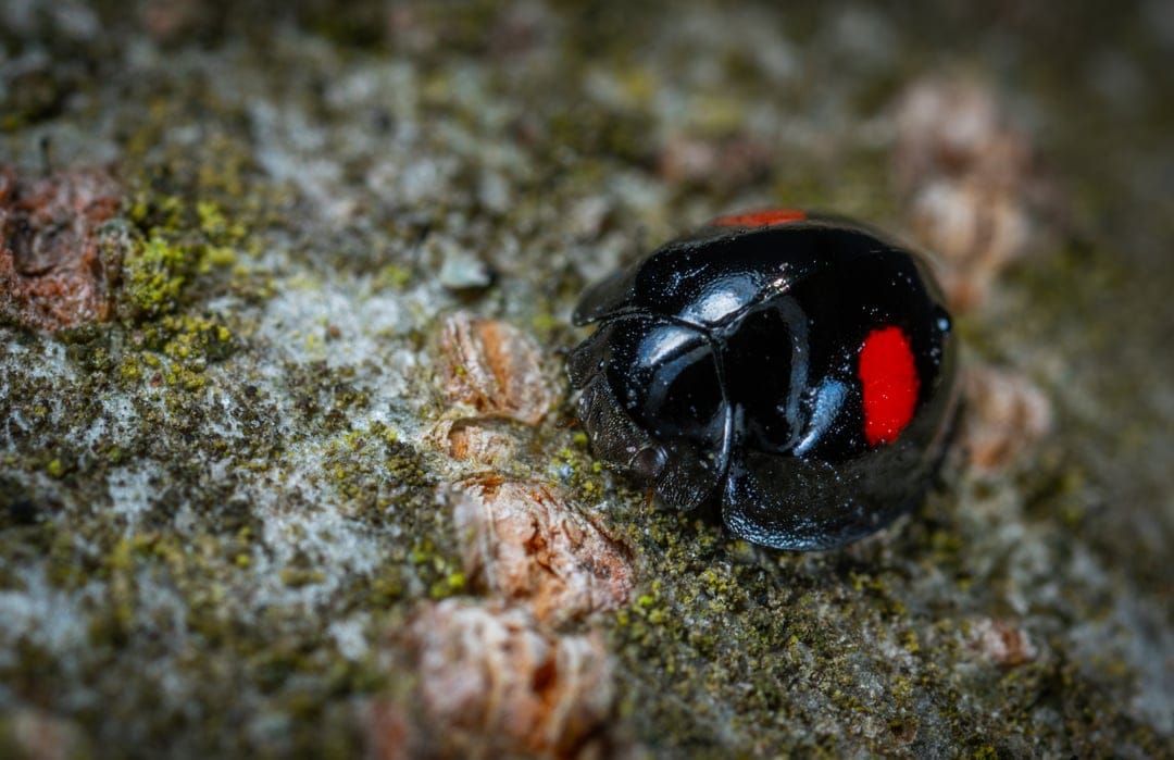 Black ladybug with two red spots on textured tree bark covered in green moss and lichen in a macro close-up.
