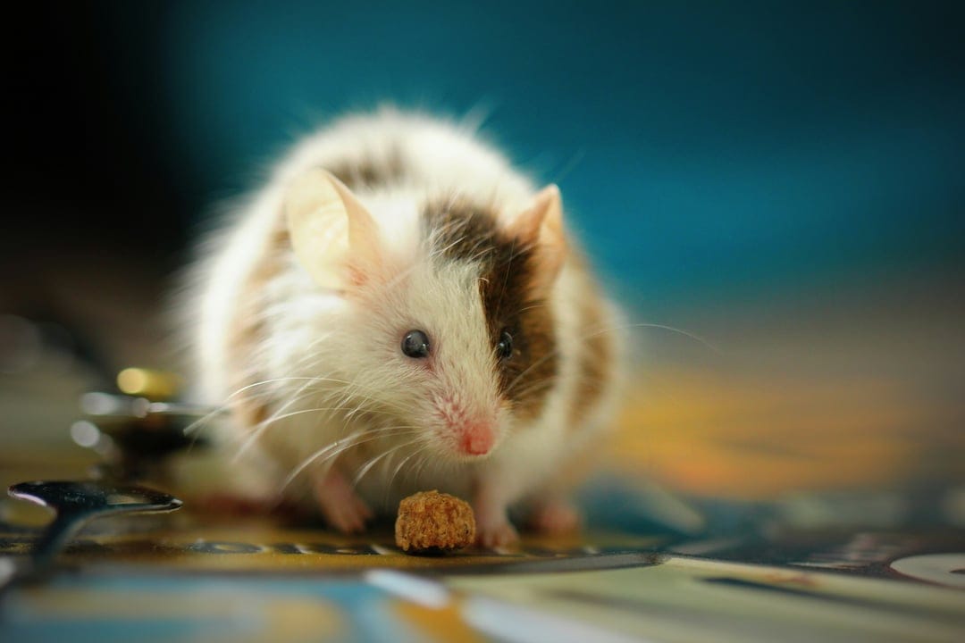 Small brown and white spotted mouse eats a seed on a textured surface with a soft blurred background.