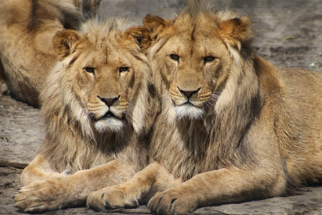 Two male lions with thick manes sit side-by-side on dry earth, their front paws crossed while looking forward.