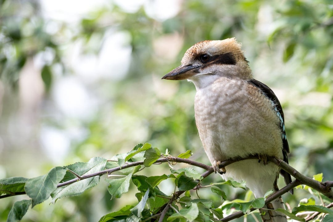 Kookaburra bird with brown wings and cream breast sits on a branch among sun-drenched green leaves in the wild.