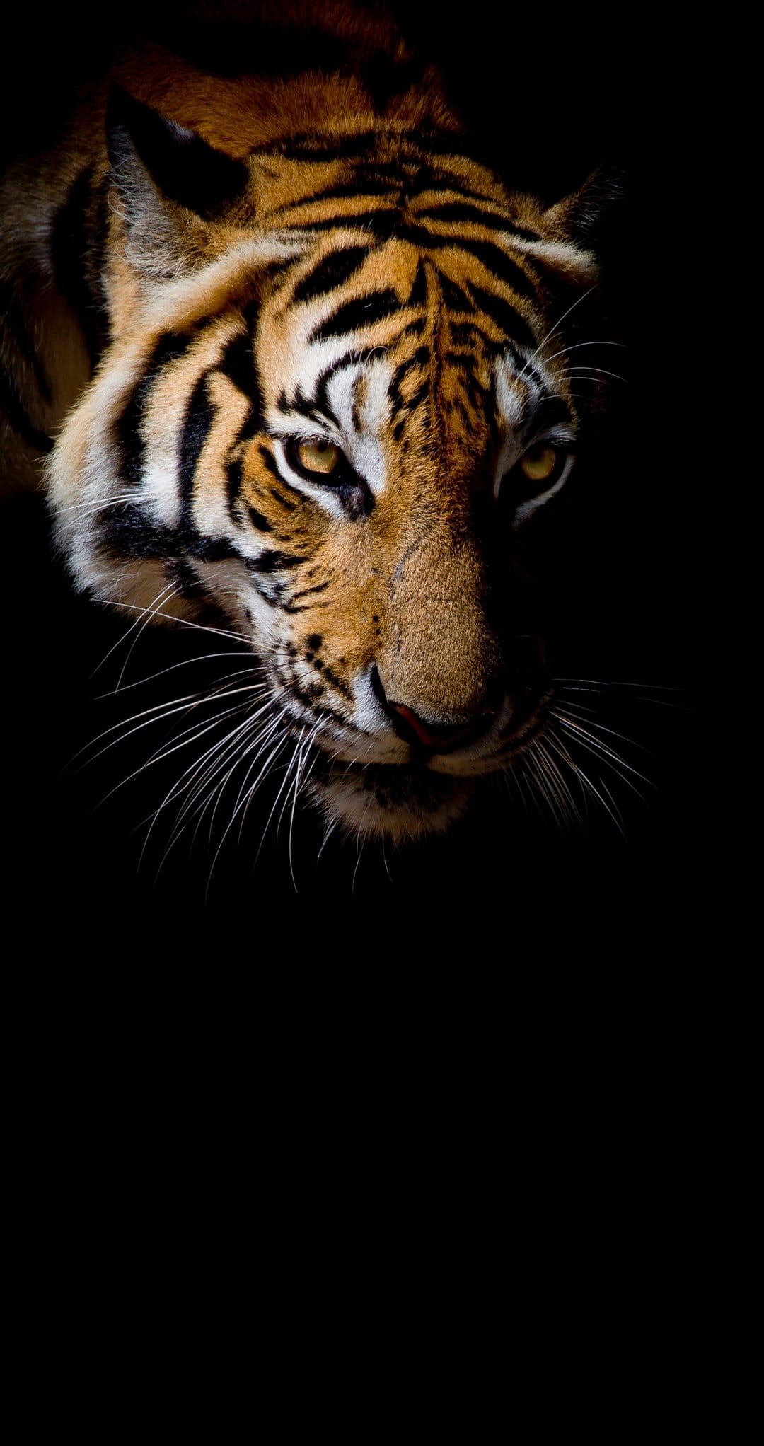 Bengal tiger face with glowing amber eyes and detailed fur textures emerging from a dark, shadowed background.