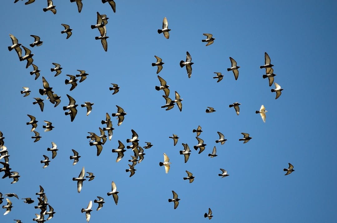 White and grey pigeons soar in a scattered formation across a vast, unclouded bright blue sky during daylight.