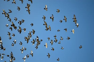 pigeons,pigeon,bird,wallpaper 4K,blue sky,free wallpaper,4K wallpaper,Windows wallpaper,4K wallpaper,laptop wallpaper,beautiful wallpaper,animal,sky,nature,Mac wallpaper,blue,flock,free background,wallpaper HD,sky background