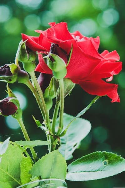 Scarlet rose in full bloom with unopened green buds against a soft bokeh garden background in portrait view.