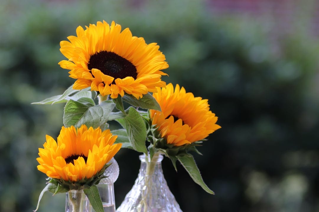 Three sunflowers with golden petals and brown centers sit in glass vases against a blurred green background.