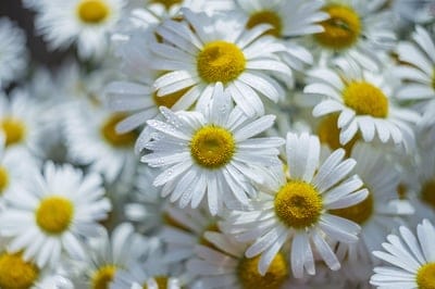 White daisy petals covered in small water droplets surround a bright yellow center in a close-up macro view.