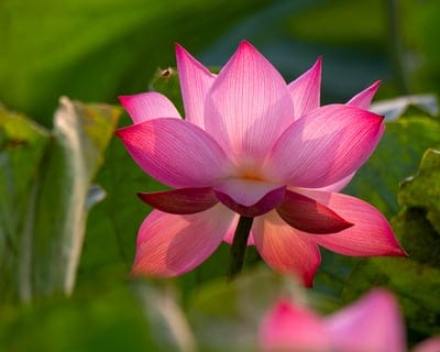 Pink lotus flower with glowing petals blooms above flat green lily pads in a quiet, sunlit water garden scene.