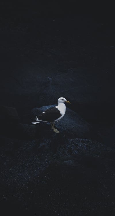 seagull,bird,dark background