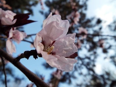Pink cherry blossom with translucent petals and detailed stamen blooms against a soft blue sky on a spring day.