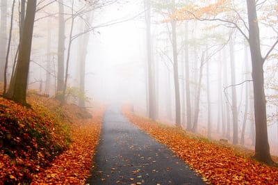 Autumn road wallpaper,Autumn road,Autumn,Autumn background,road wallpaper