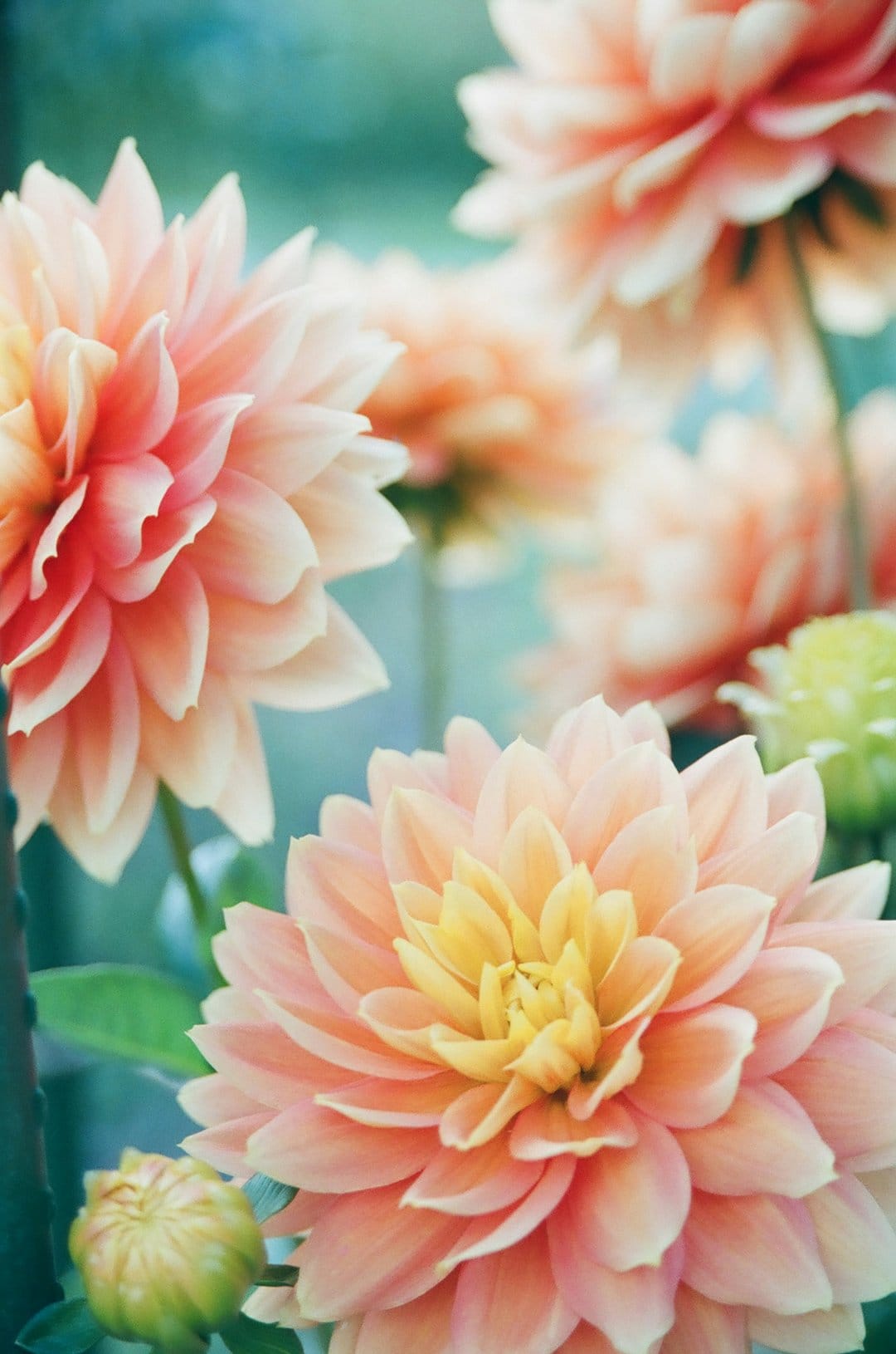 Peach dahlia petals with a yellow center bloom in soft light against a blurred green and pink background.