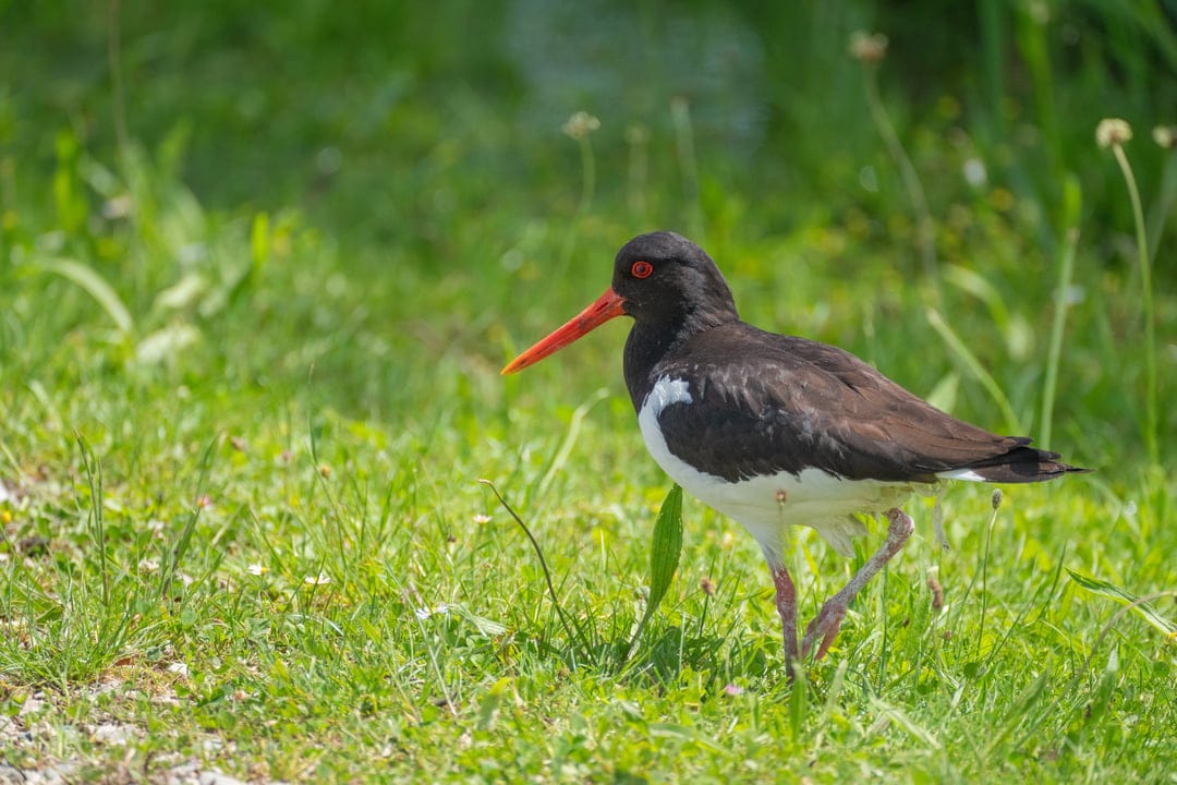 Eurasian Oystercatcher with a bright orange beak and red eyes stands on a green grassy bank in soft sunlight.