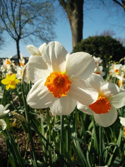 daffodils, white daffodils, orange daffodils, spring flowers, blooming flowers, narcissus, flower photography, nature, gardening, floral, close-up, macro, sunlight, outdoor, seasonal, yellow daffodil, trumpet daffodil, Easter flowers, spring, botany, horticulture, garden